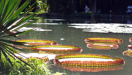 Atrações no Rio de Janeiro - Jardim Botanico