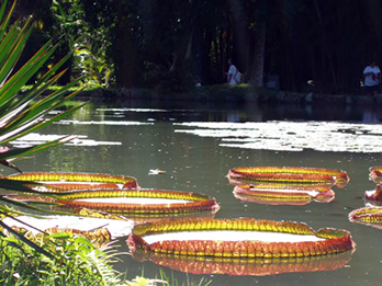 Jardim Botanico no Rio de Janeiro