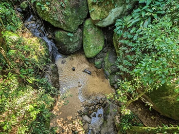 Passeios no Rio de Janeiro - Aventura de Jipe na Floresta da Tijuca