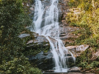 Passeios no Rio de Janeiro - Rio Natureza: Floresta da Tijuca e Jardim Botânico